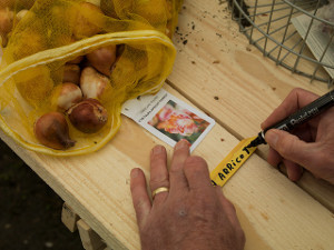 bulb afbeelding