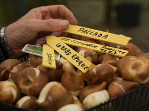 bulb afbeelding