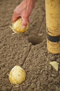 bulb afbeelding