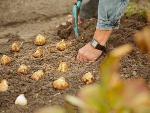 bulb afbeelding