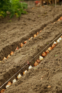 bulb afbeelding