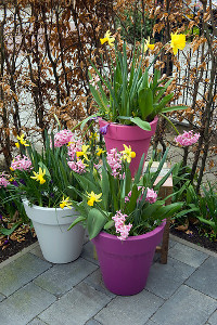 bulb afbeelding