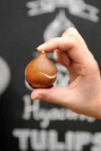 bulb afbeelding