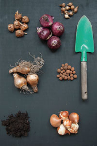 bulb afbeelding