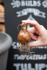 bulb afbeelding