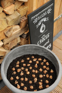 bulb afbeelding