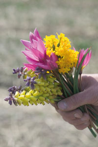 bulb afbeelding
