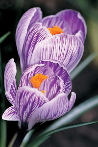 bulb afbeelding