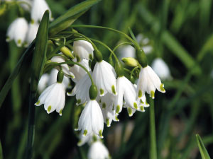 bulb afbeelding
