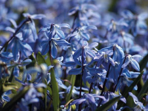 bulb afbeelding