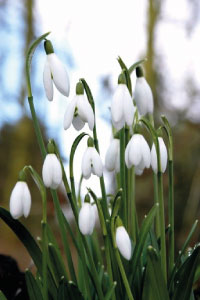 bulb afbeelding
