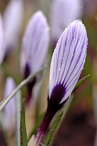 bulb afbeelding