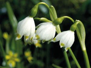 bulb afbeelding