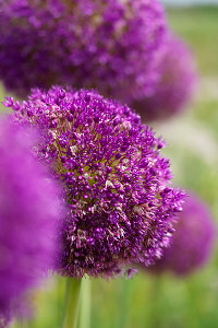 bulb afbeelding