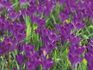 bulb afbeelding