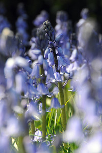 bulb afbeelding
