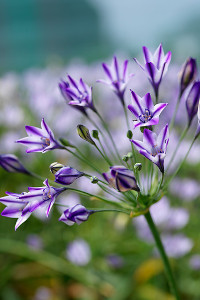 bulb afbeelding
