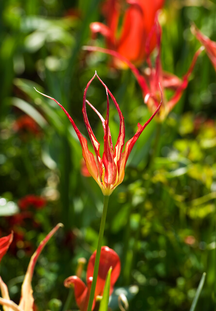 220442-MR-Tulipa-Red