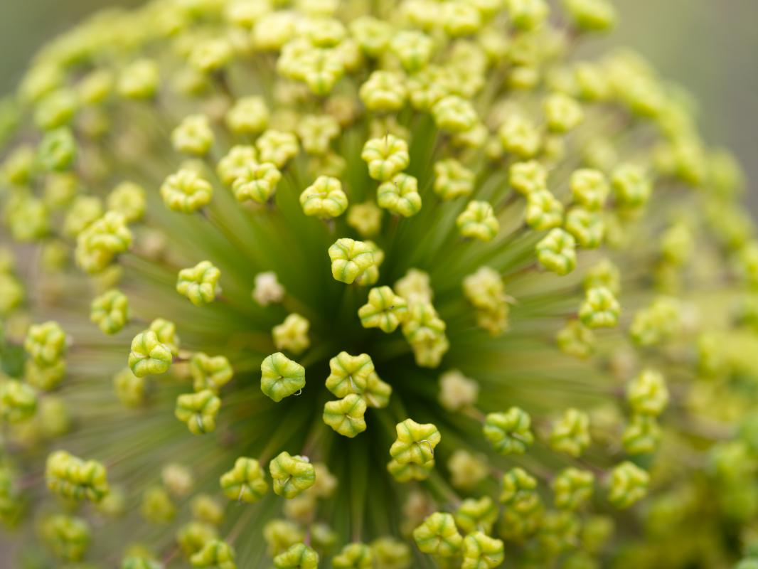 Allium-moly