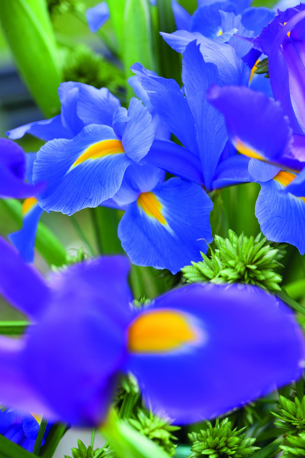 Dutch-iris