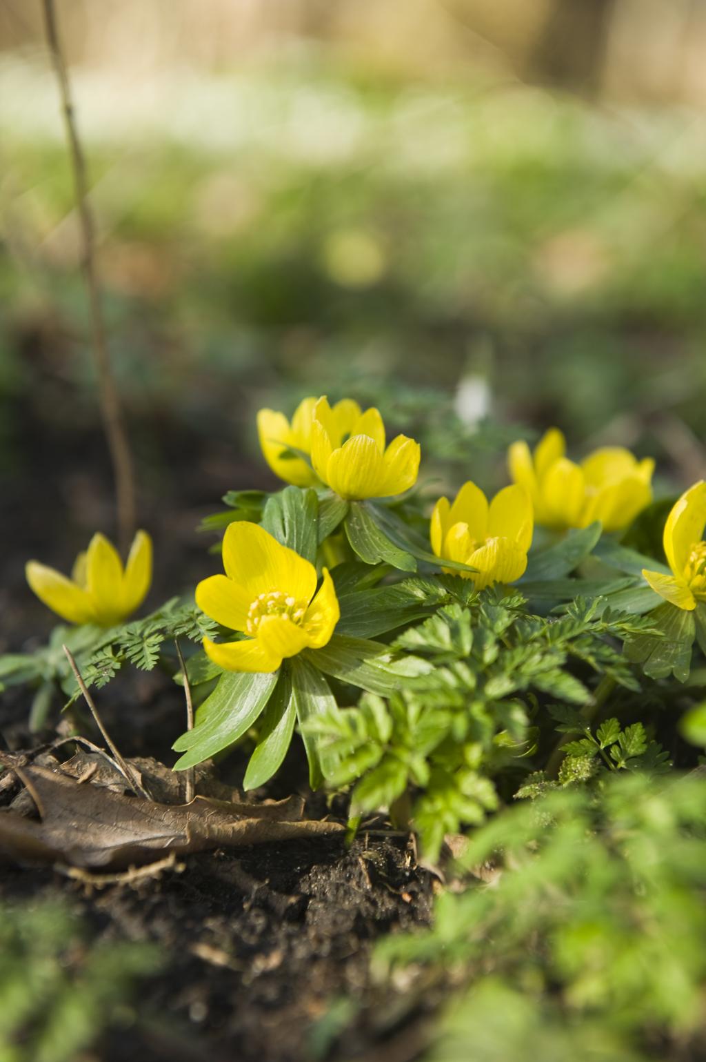 Eranthis-hyemalis