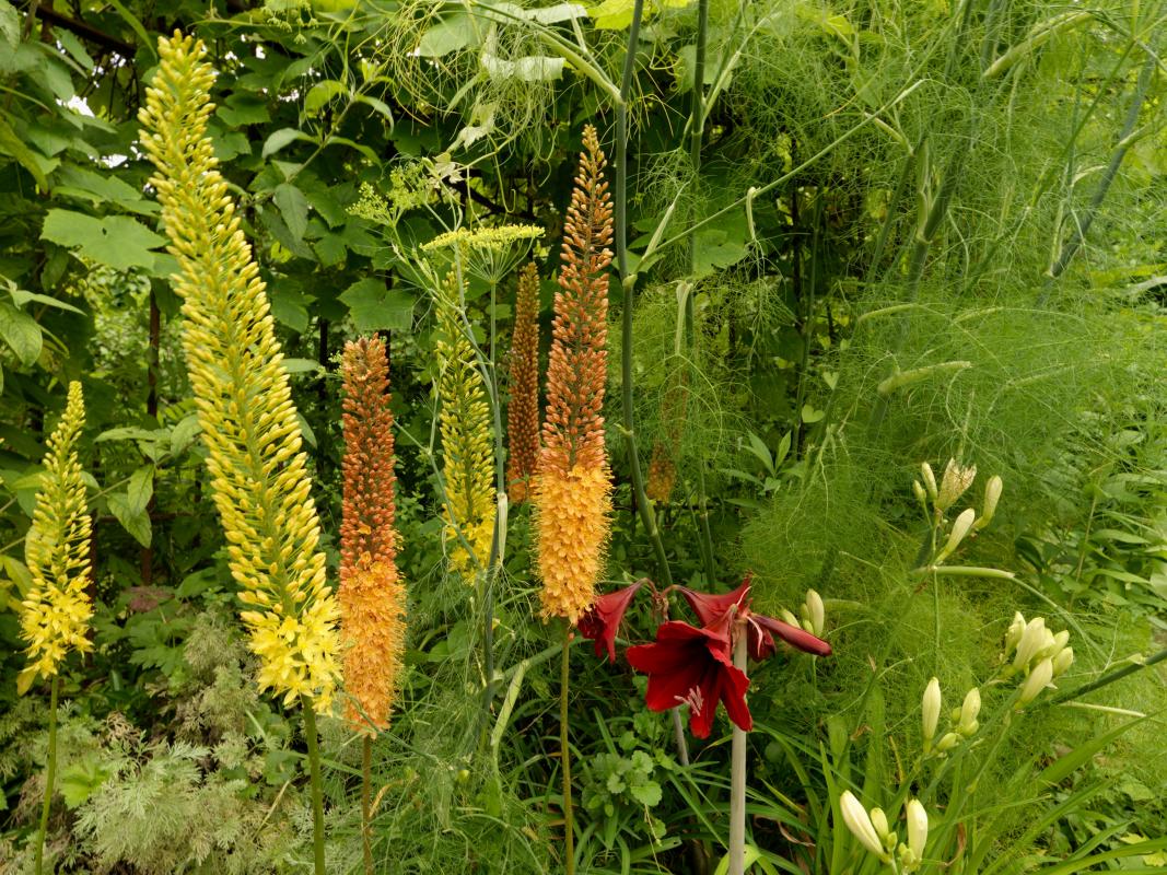 Eremurus-the-Ruiter-and-Shelford-hybrids