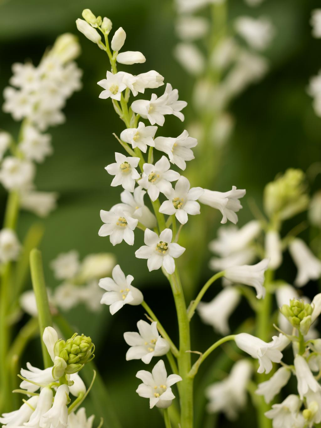 Hyacinth-of-Spain-or-Hyacinth-of-the-Pyrenees