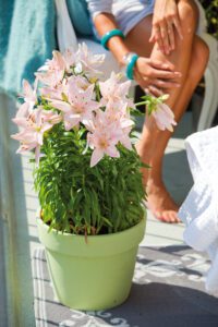 Eine Topfpflanze mit rosa Blüten