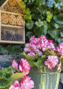Rosa Blumen in einem Eimer neben einem Insektenhotel