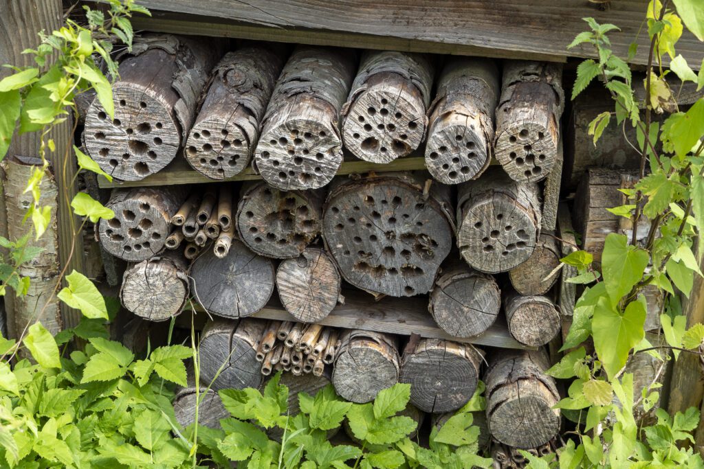 Biodiversität